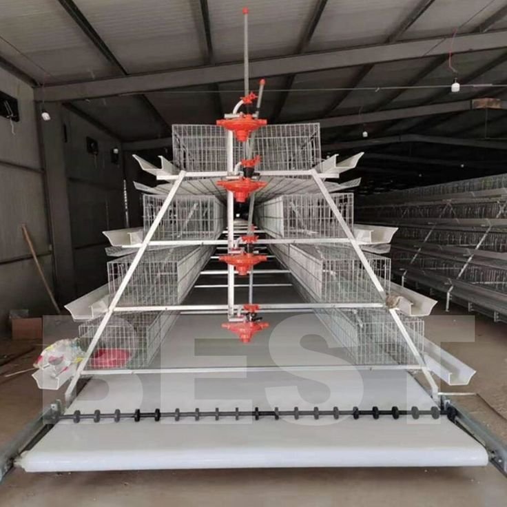 Kandang Ayam Petelur