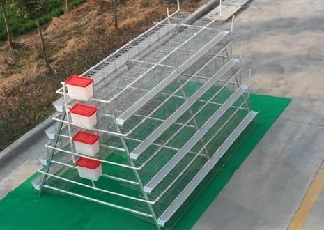 kandang ayam petelur baterai