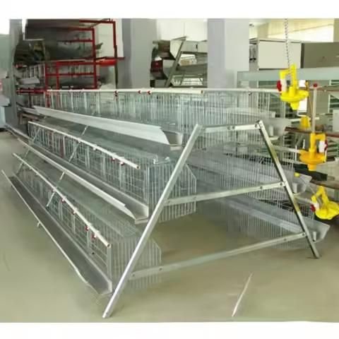 Kandang Ayam Petelur Jawa Timur