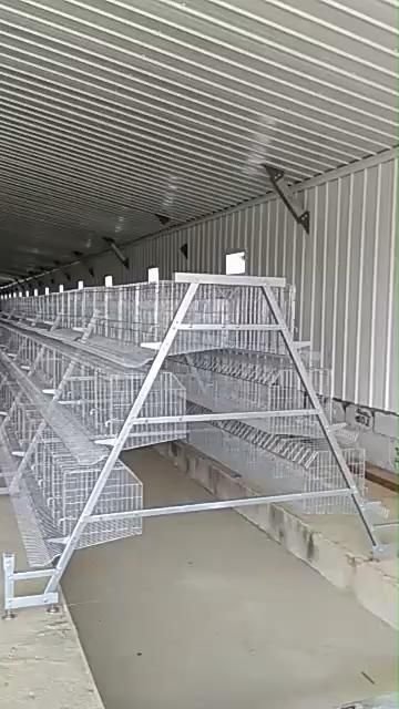 Kandang Ayam Baterai